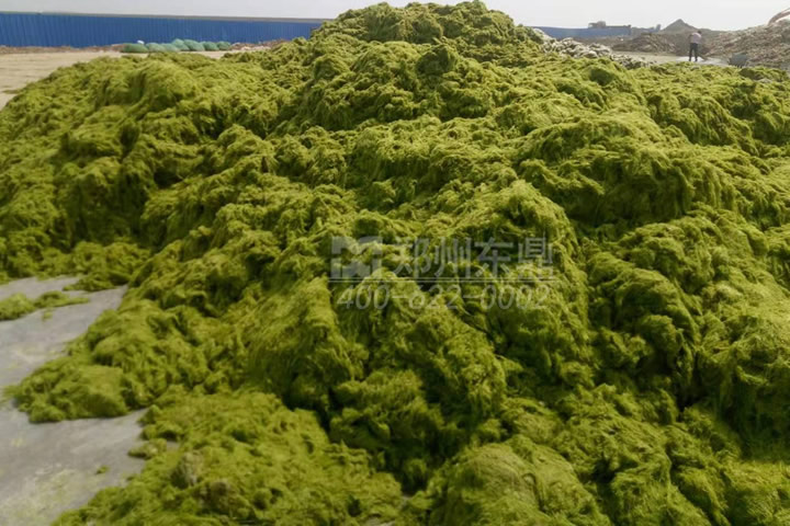 牧草烘干機如何科學選型？牧草烘干過程中營養(yǎng)成分會流失嗎